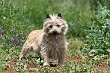 CAIRN TERRIER 559